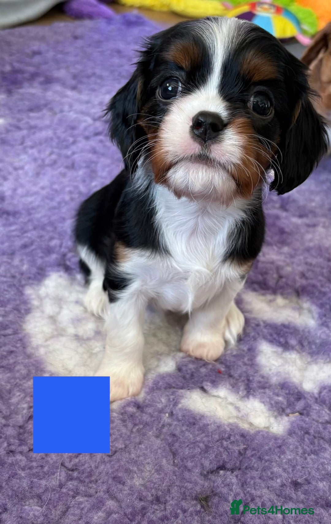 Cavalier King Charles Spaniel dogs for sale: Health Tested CKCS puppies  - Advert 8