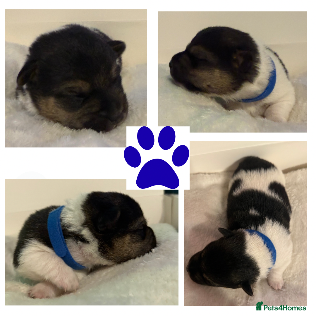 Jack Russell dogs for sale: Miniature Short-Legged Traditional Jack Russells - Image 4