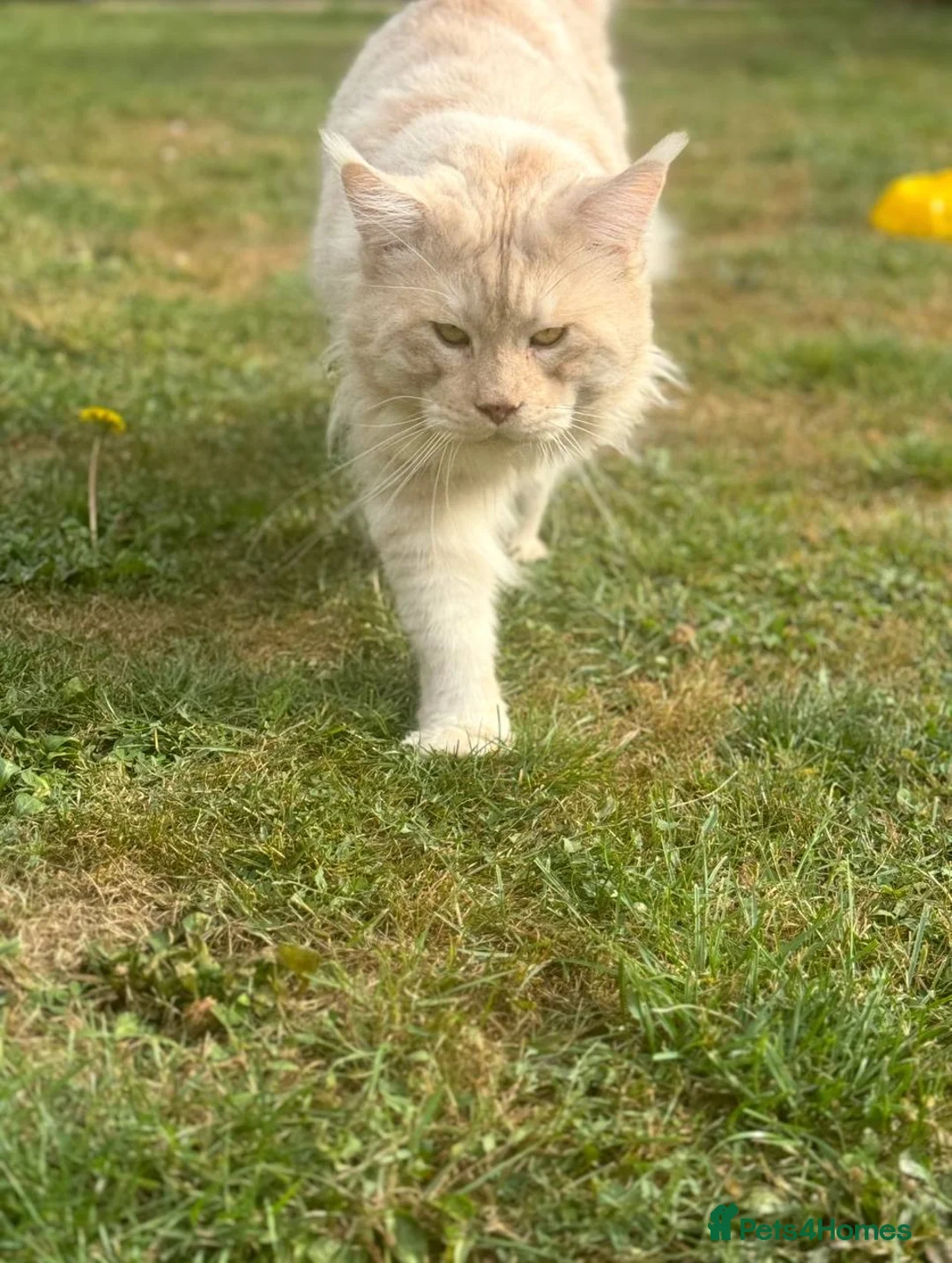 Maine Coon cats for sale: TICA registered purebred Main Coon Kittens - Advert 20