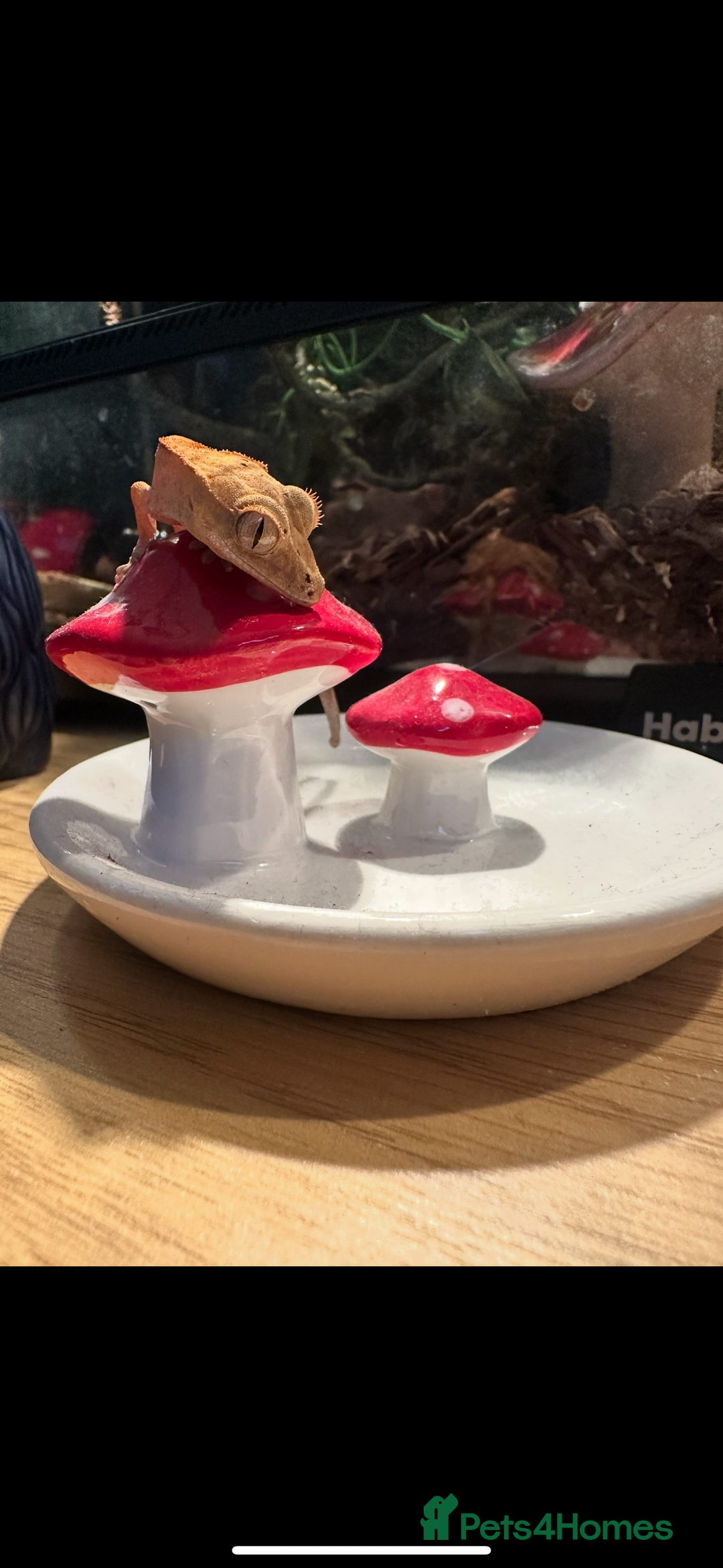 Gecko reptiles for sale: Crested gecko  - Advert 3