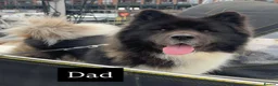 Akita dogs for sale: Chunky Akita puppies in Liverpool - Advert 17