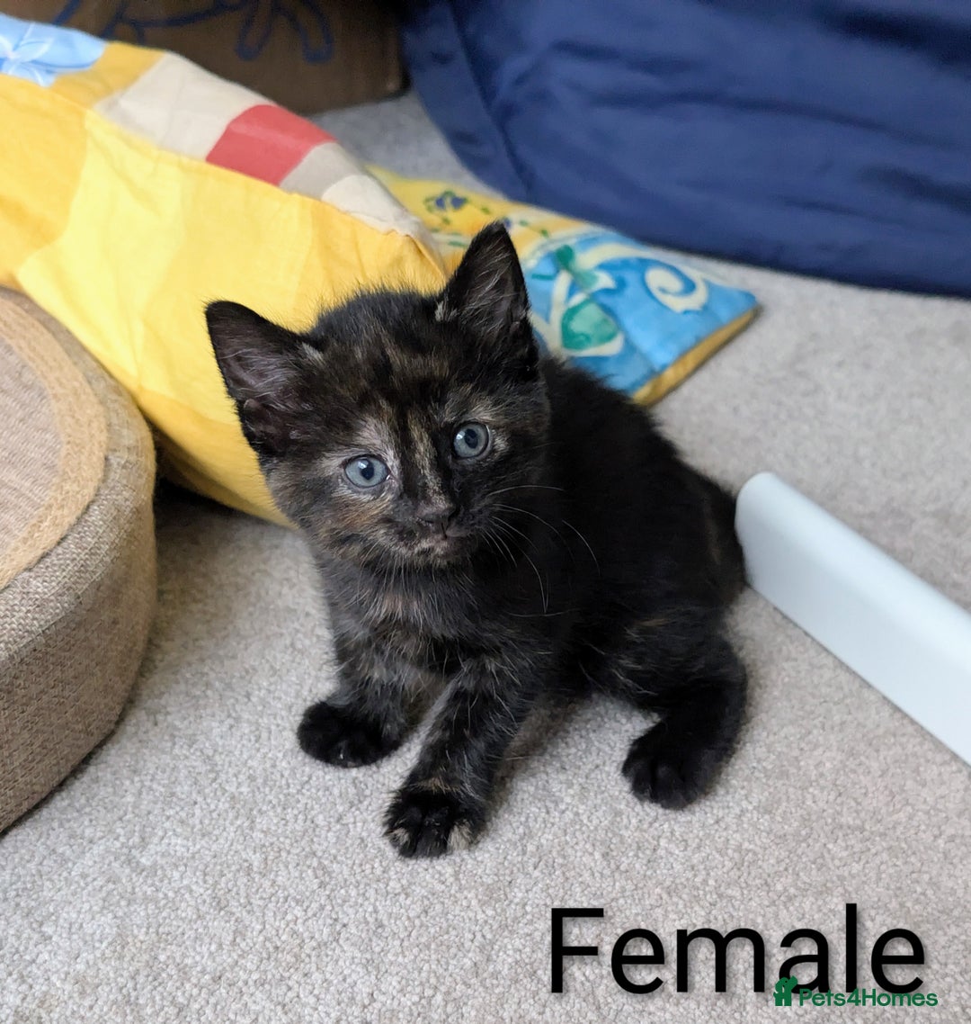 Russian Blue cats for sale: Intelligent & Balanced Russian Blue Cross Kittens - Image 15