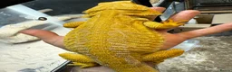 Bearded Dragon reptiles for sale: Super Citrus YELLOW US Bloodline  - Advert 3