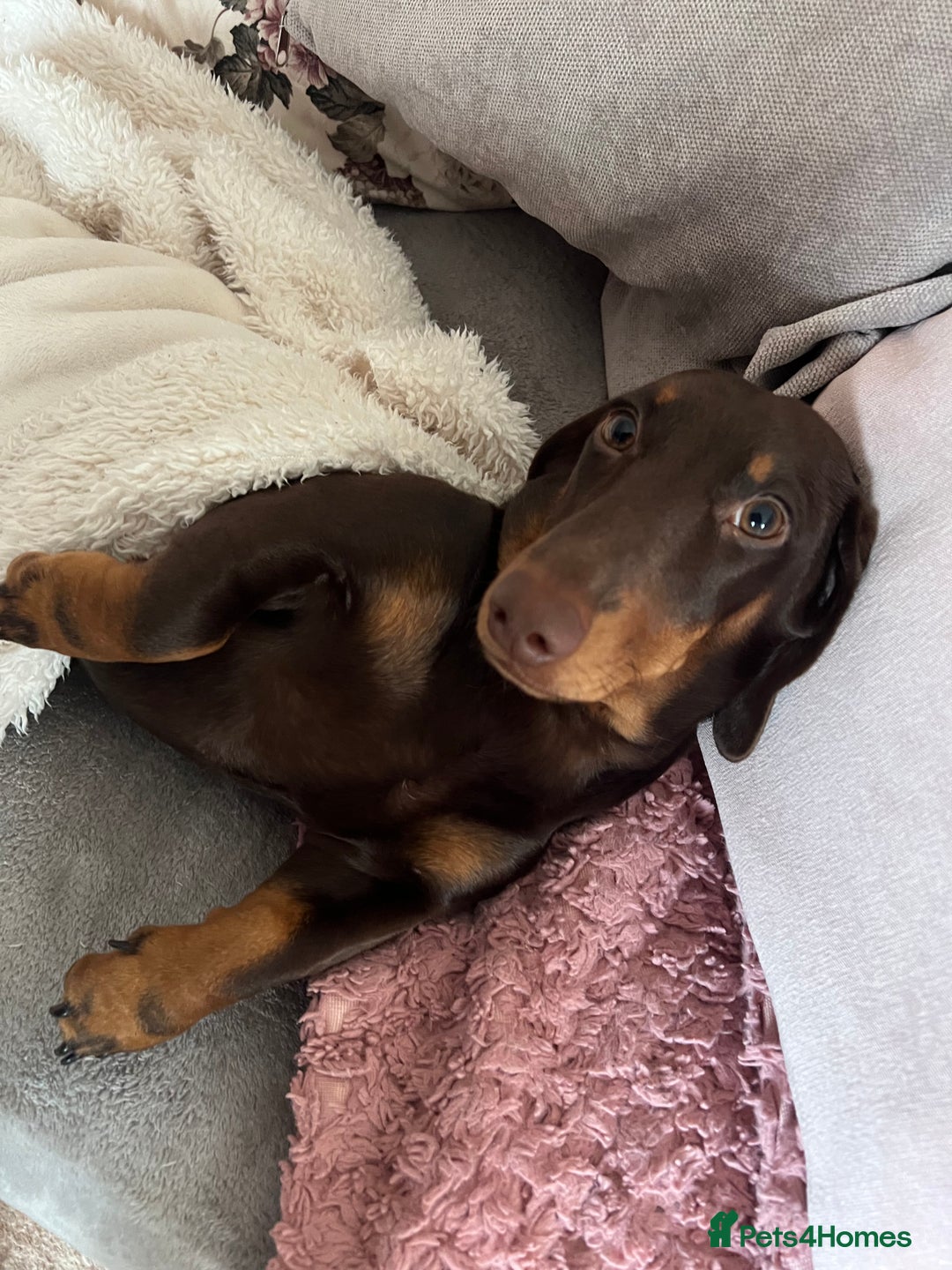 Miniature Dachshund dogs for stud: Miniature dachshund for stud - Advert 1