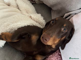 Miniature Dachshund dogs Miniature dachshund for stud - Advert 21