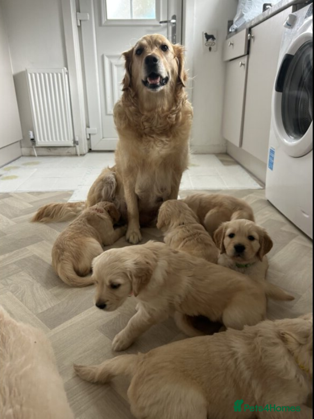 Golden Retriever dogs for sale: Gorgeous Golden retriever puppies for new homes - Image 9