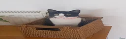 Domestic Shorthair cats for sale: Tuxedo. Direct Rehome  - Advert 4
