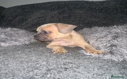 Mixed Breed dogs for sale: American bulldog X French bulldog last 3 left  - Image 14