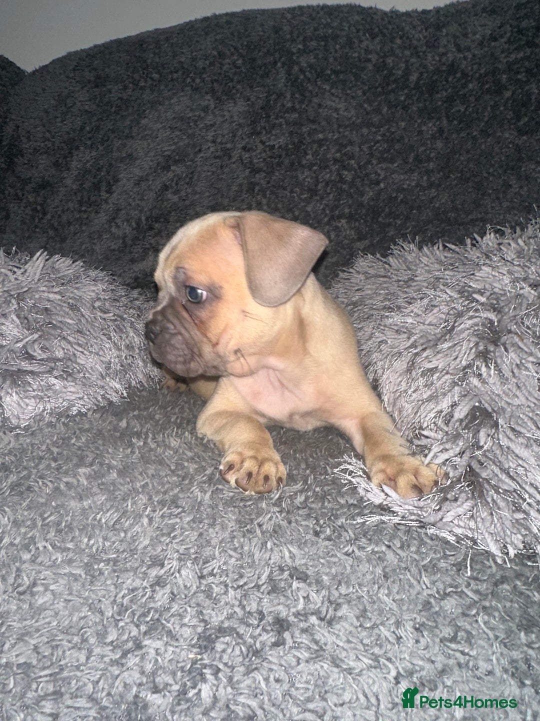 Mixed Breed dogs for sale: American bulldog X French bulldog last 3 left  - Image 14