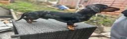 Miniature Dachshund dogs for stud: Miniature Black and Tan dapple for stud - Advert 5