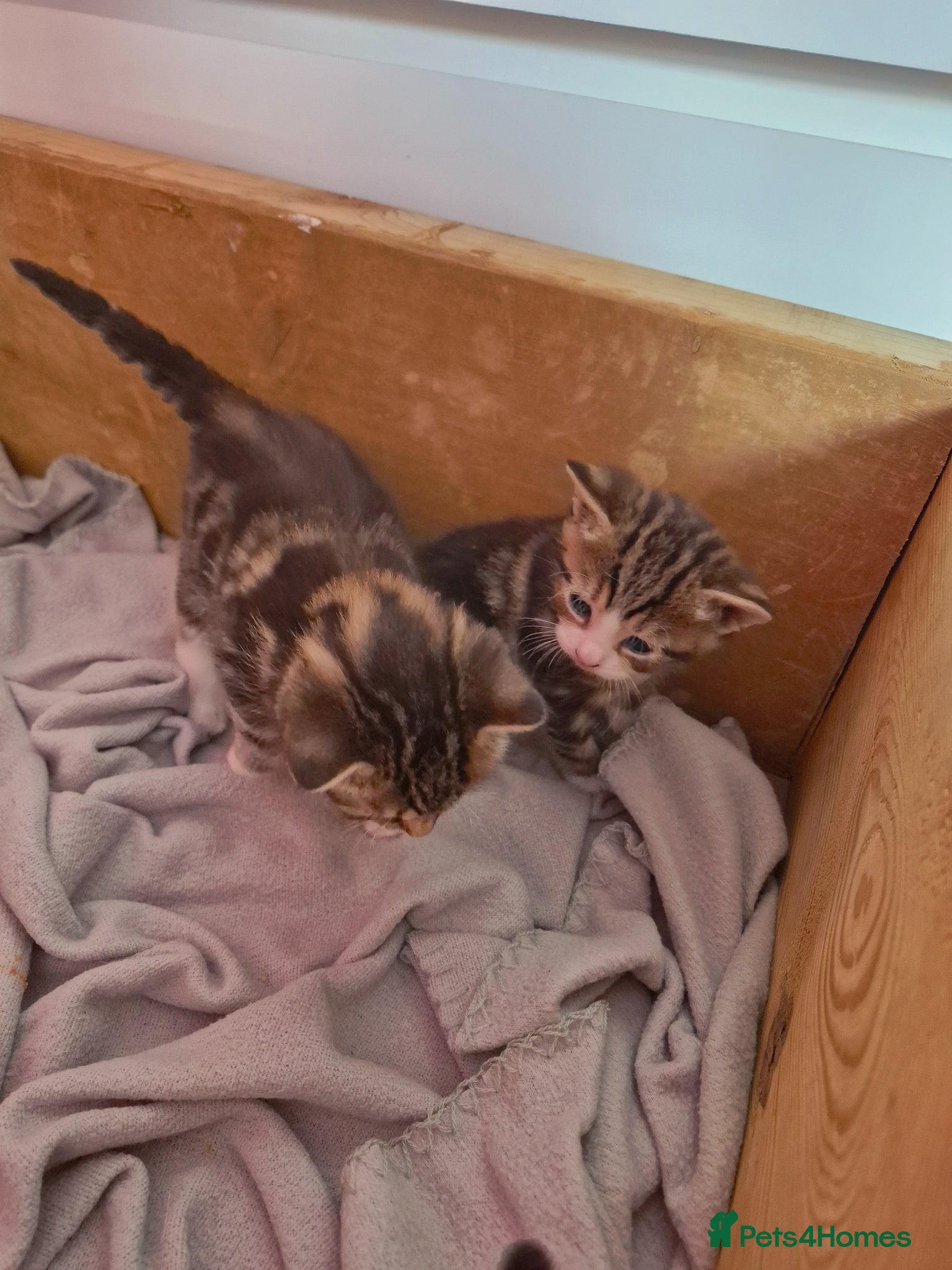Domestic Shorthair cats for sale: 4 gorgeous kittens.  - Advert 12