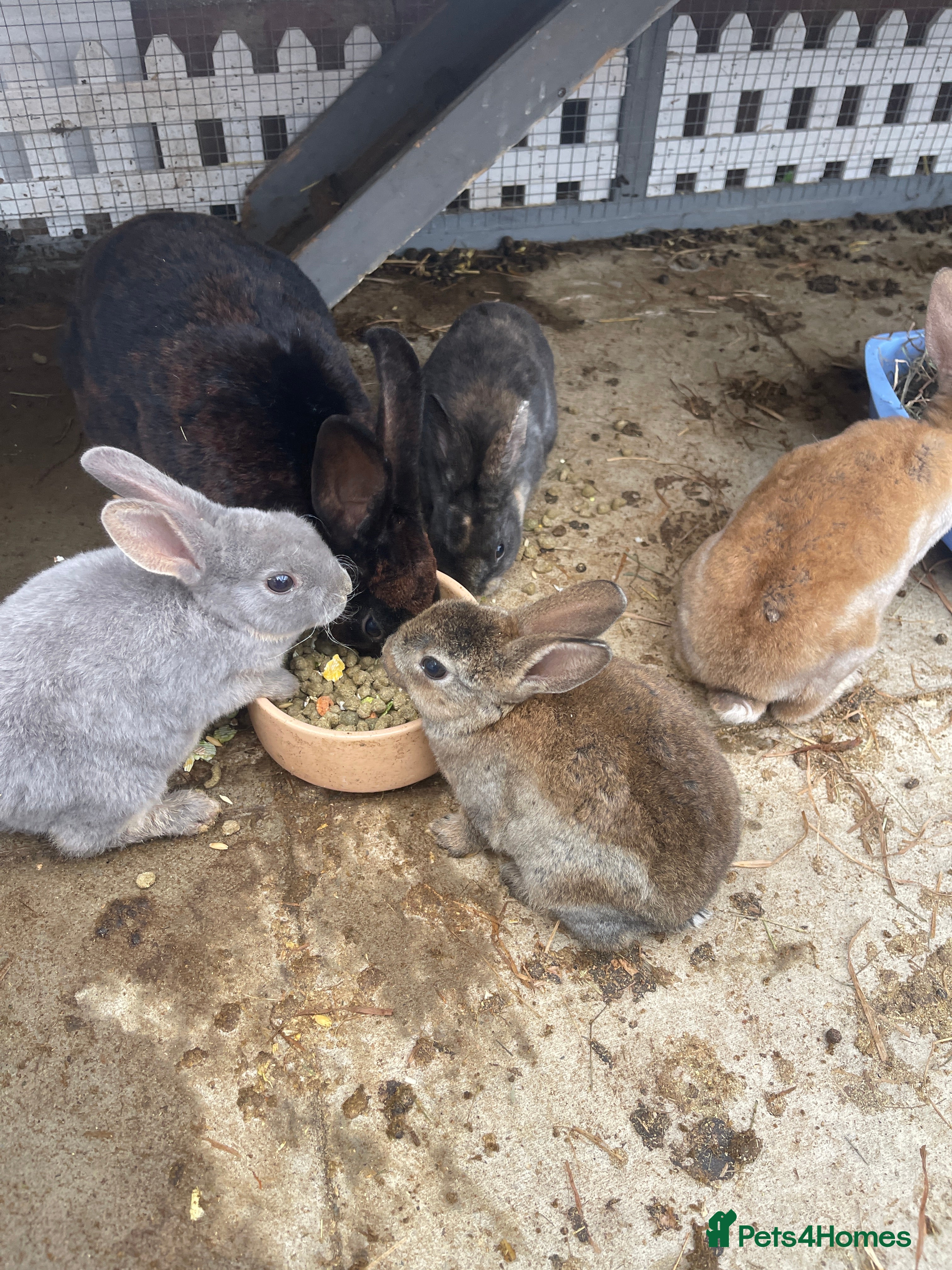 English rabbits Mixed bunnies - Advert 3