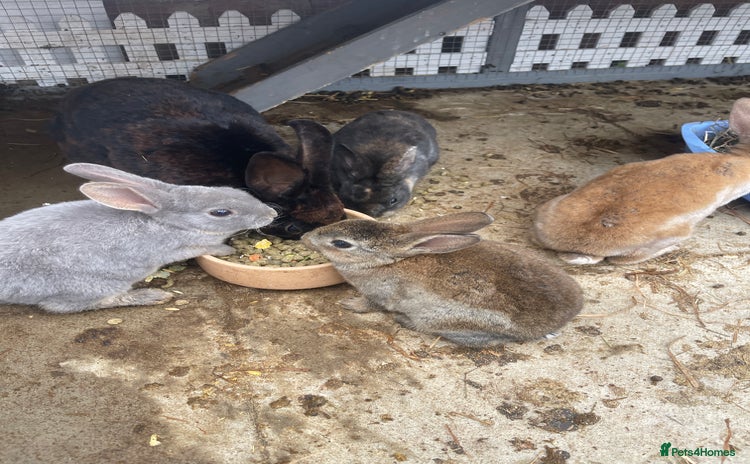 English rabbits - Advert 1