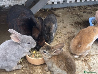 English rabbits - Advert 7