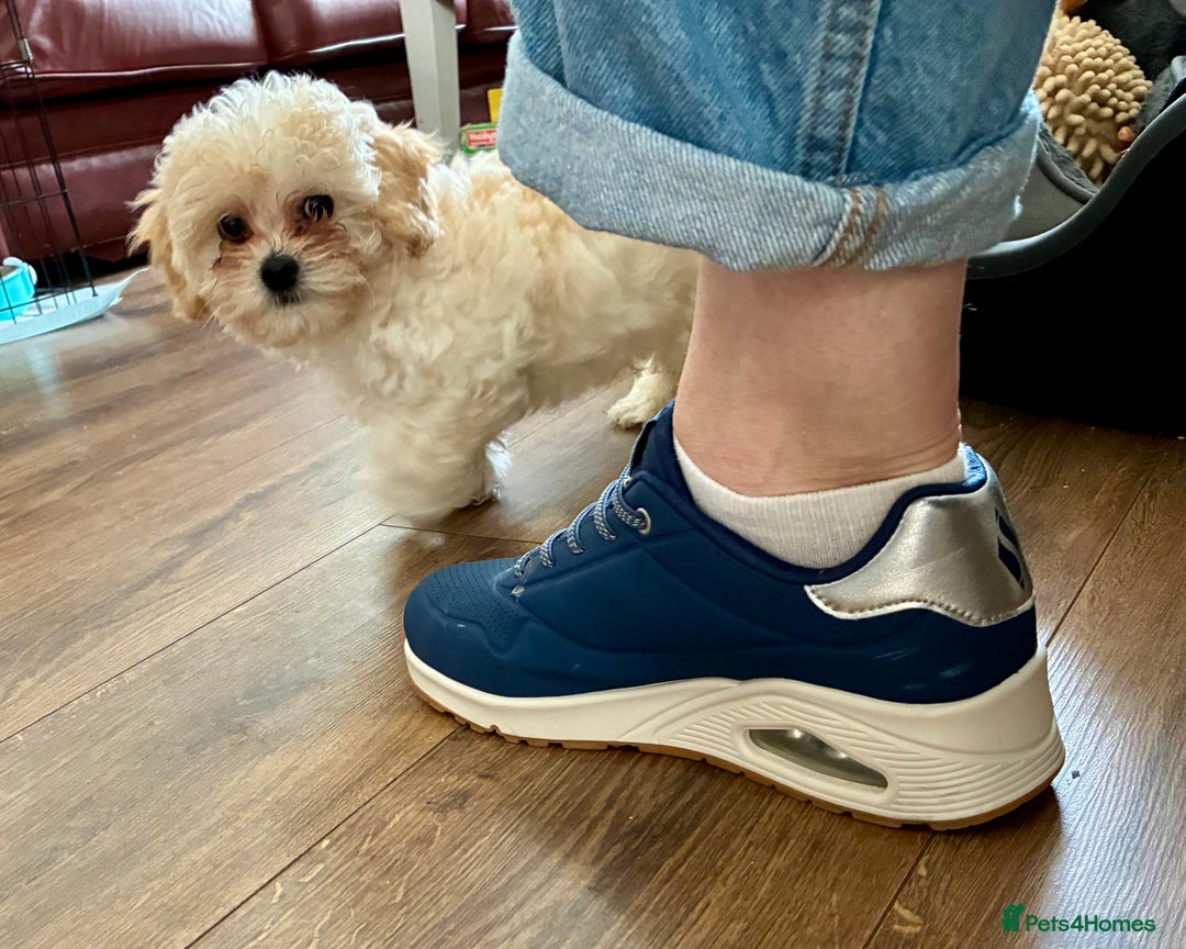 Shihpoo dogs for sale: Fluffy Teddybear pups - 2 boys left - Cute Shihpoo in Burnham-on-Crouch - Image 15