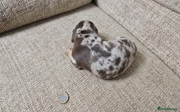 Miniature Dachshund dogs for sale: Miniature dachshund Puppies  - Advert 7