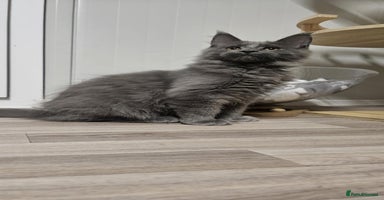 Maine Coon cats - Advert 2