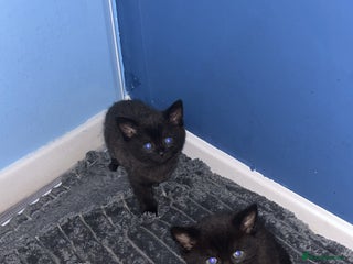 British Longhair cats Two beautiful kittens - Advert 16