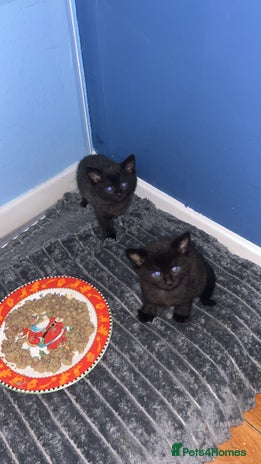 British Longhair cats Two beautiful kittens - Advert 4