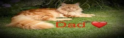 Maine Coon cats for sale: Beautiful Maine coon babies - Advert 9