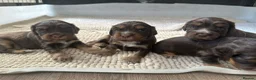 Cocker Spaniel dogs for sale: Beautiful 5 Chocolate and Tan cocker spaniels  - Advert 3
