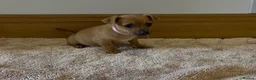 Jack Russell dogs for sale: Jack Russell puppies in Darwen - Advert 11