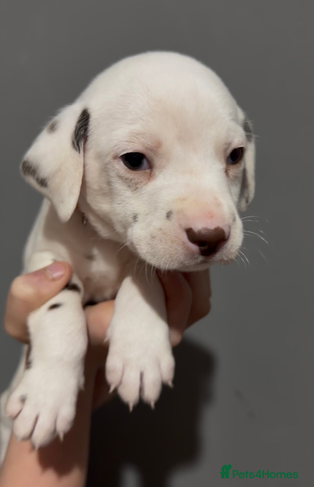 Dalmatian dogs for sale: Beautiful Dalmatian Puppies - Advert 5