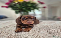 Dachshund dogs for sale: READY TO LEAVE Miniature dachshund puppies PRA CLR - Image 7