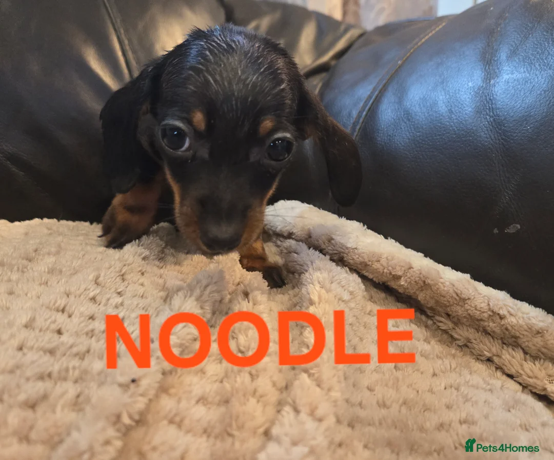 Miniature Dachshund dogs for sale: BEAUTIFUL MINIATURE DACHSHUND PUPPIES  - Advert 4