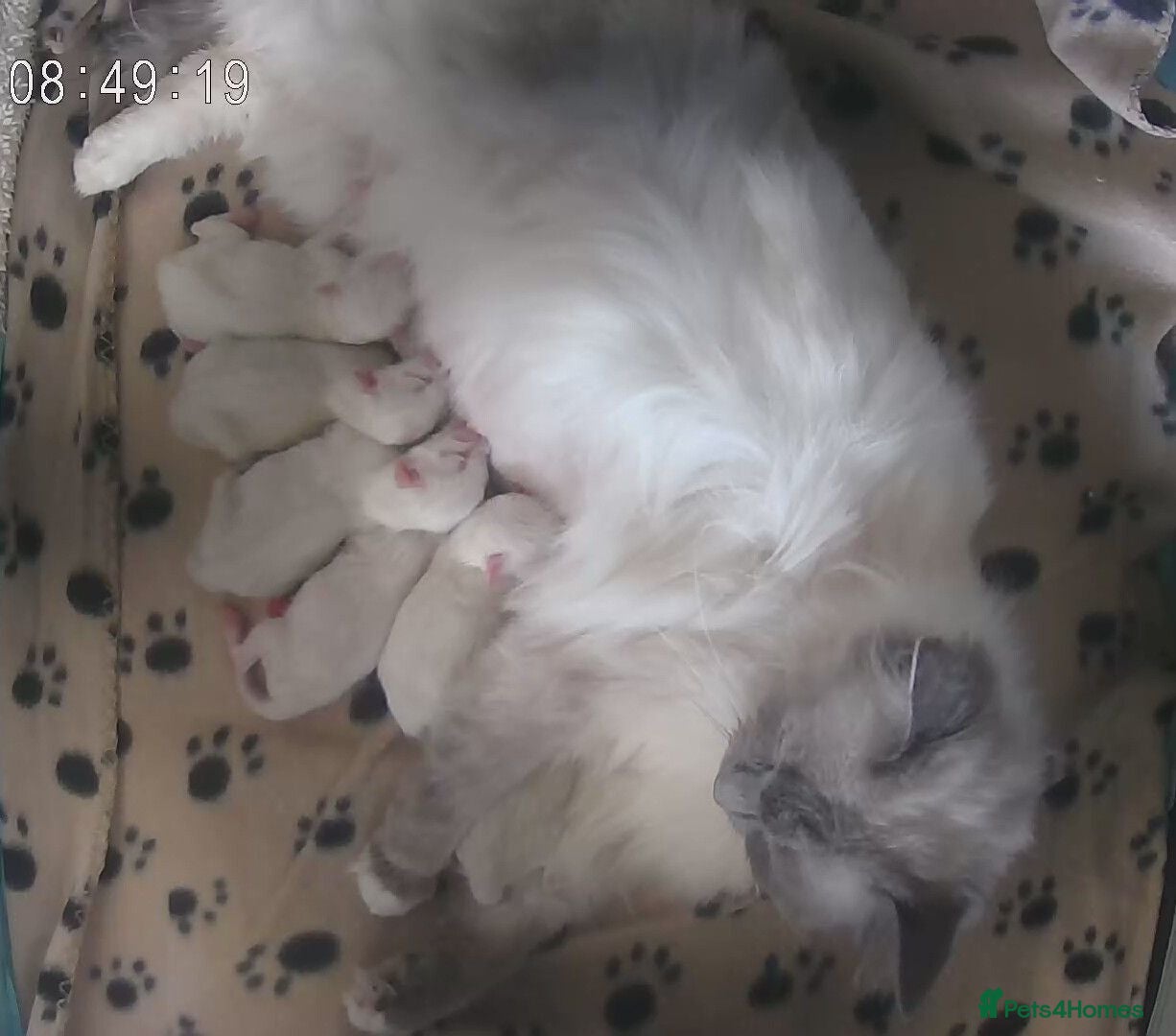 Ragdoll cats Gorgeous GCCF registered Ragdoll kittens  - Advert 1