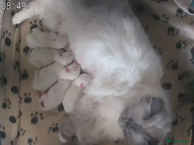 Ragdoll cats for sale: Gorgeous GCCF registered Ragdoll kittens - Advert 1