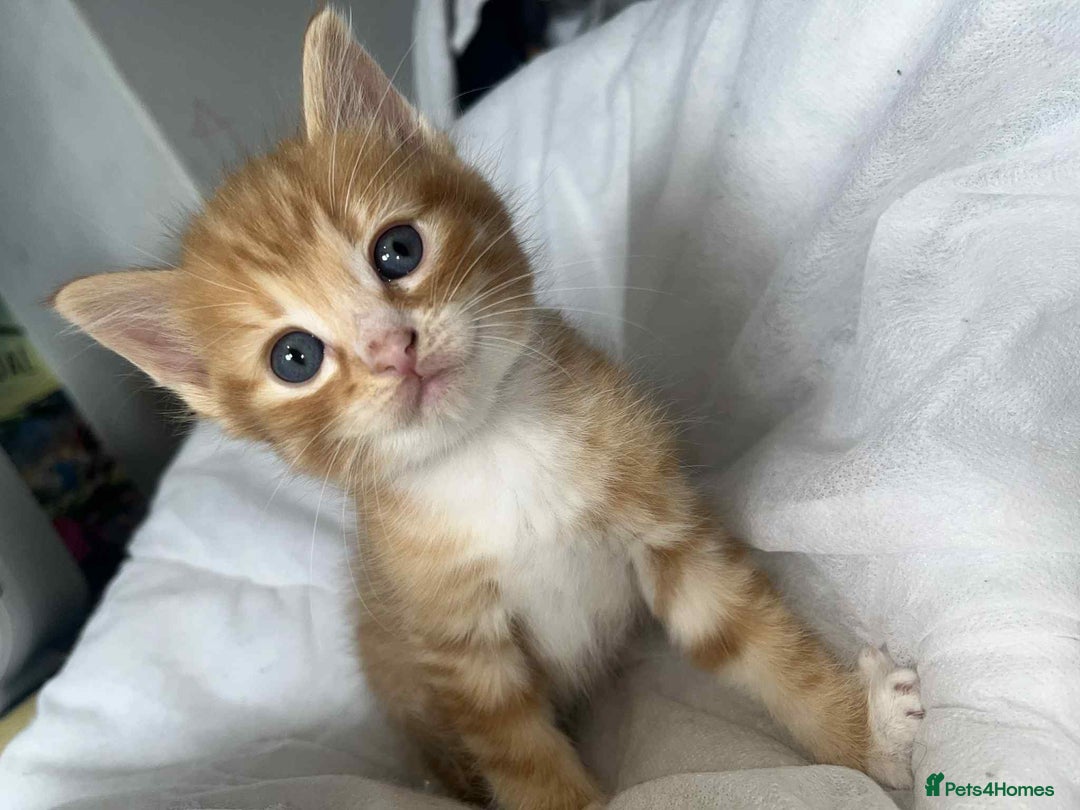 Bengal cats for sale: Beautiful bengal cross kittens ready to leave - Image 7