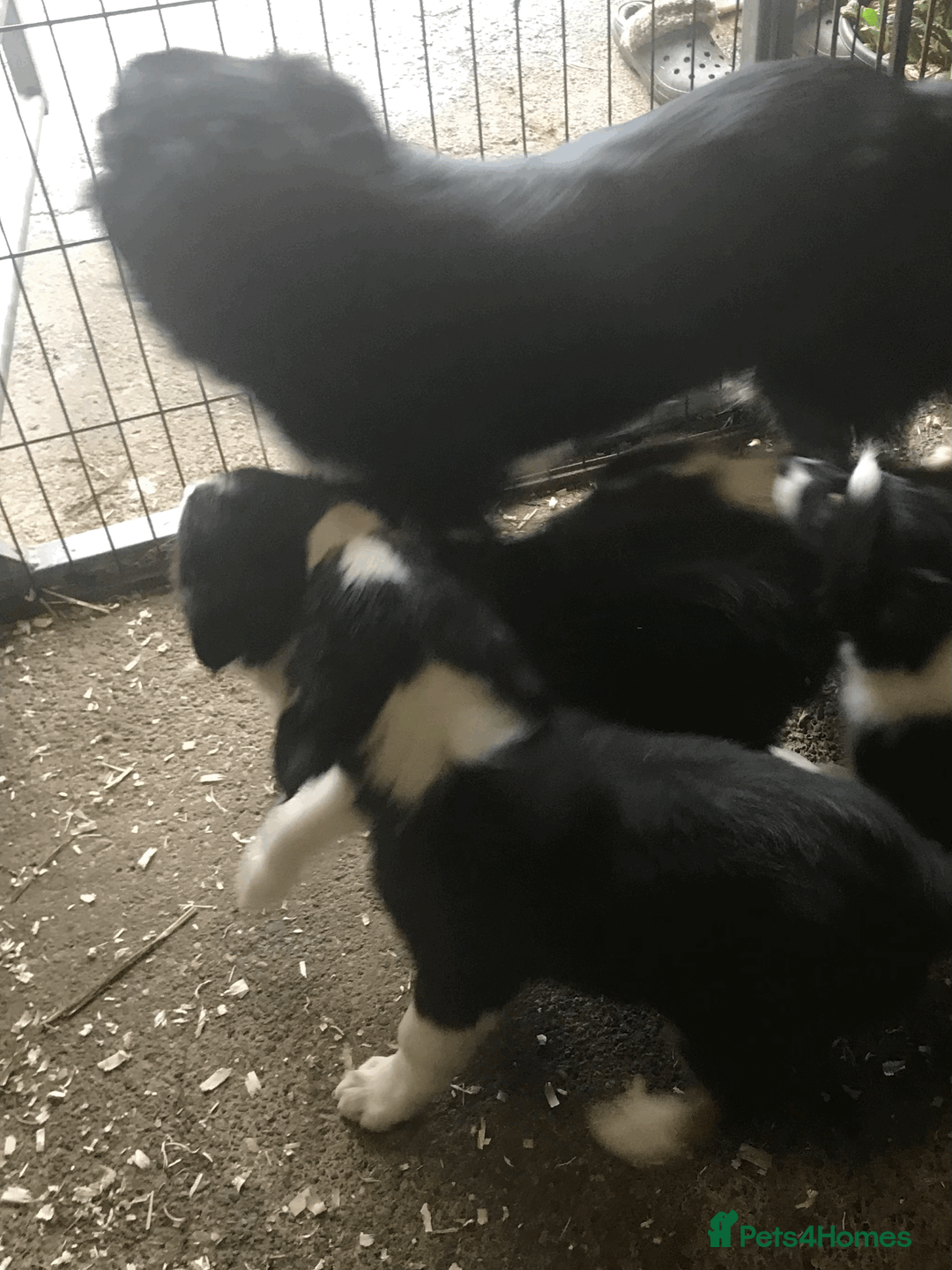 Border Collie dogs for sale: Border Collie Puppies from Health Tested Parents - Advert 1