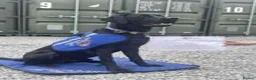 Labrador Retriever dogs for sale: RESERVE-RKC Reg pups by field Trail Champion lines - Advert 7