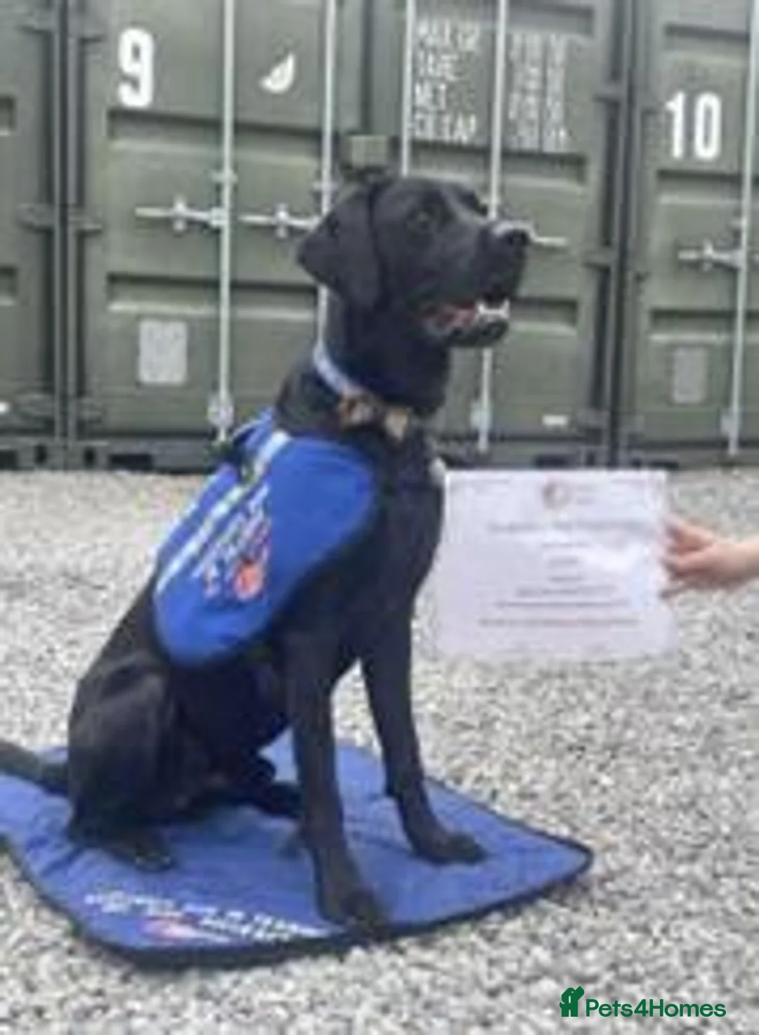 Labrador Retriever dogs for sale: RESERVE-RKC Reg pups by field Trail Champion lines - Advert 7