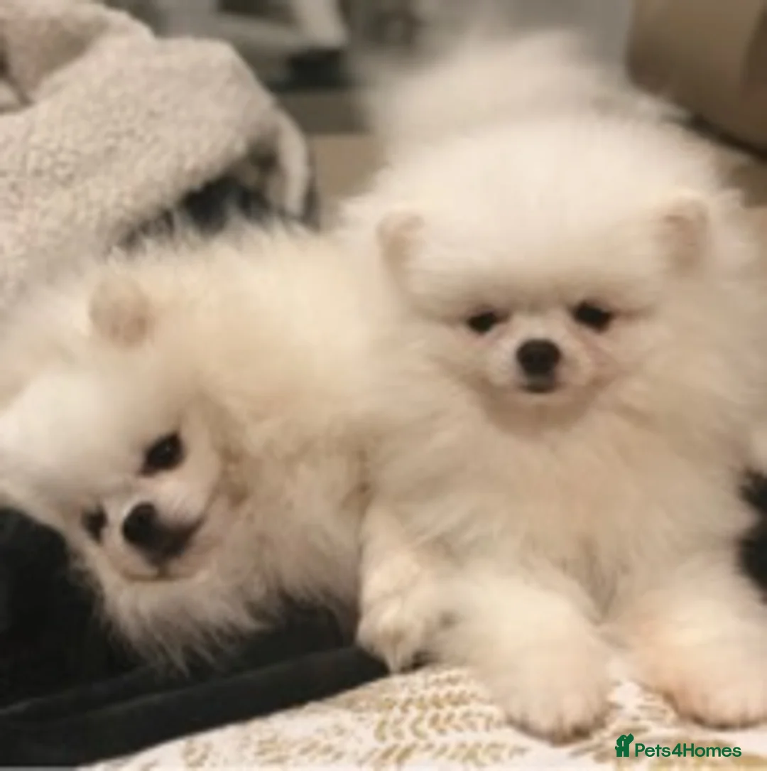 Pomeranian dogs for stud:  🏆 Asian White🏆 Pom TINY - Advert 11