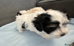 Morkie dogs for sale: Morkie puppies  - Image 5