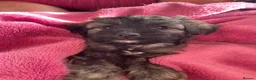 Shihpoo dogs for sale: *** LAST 1 LEFT** REDUCED TO SELL *** READY NOW ** - Advert 15