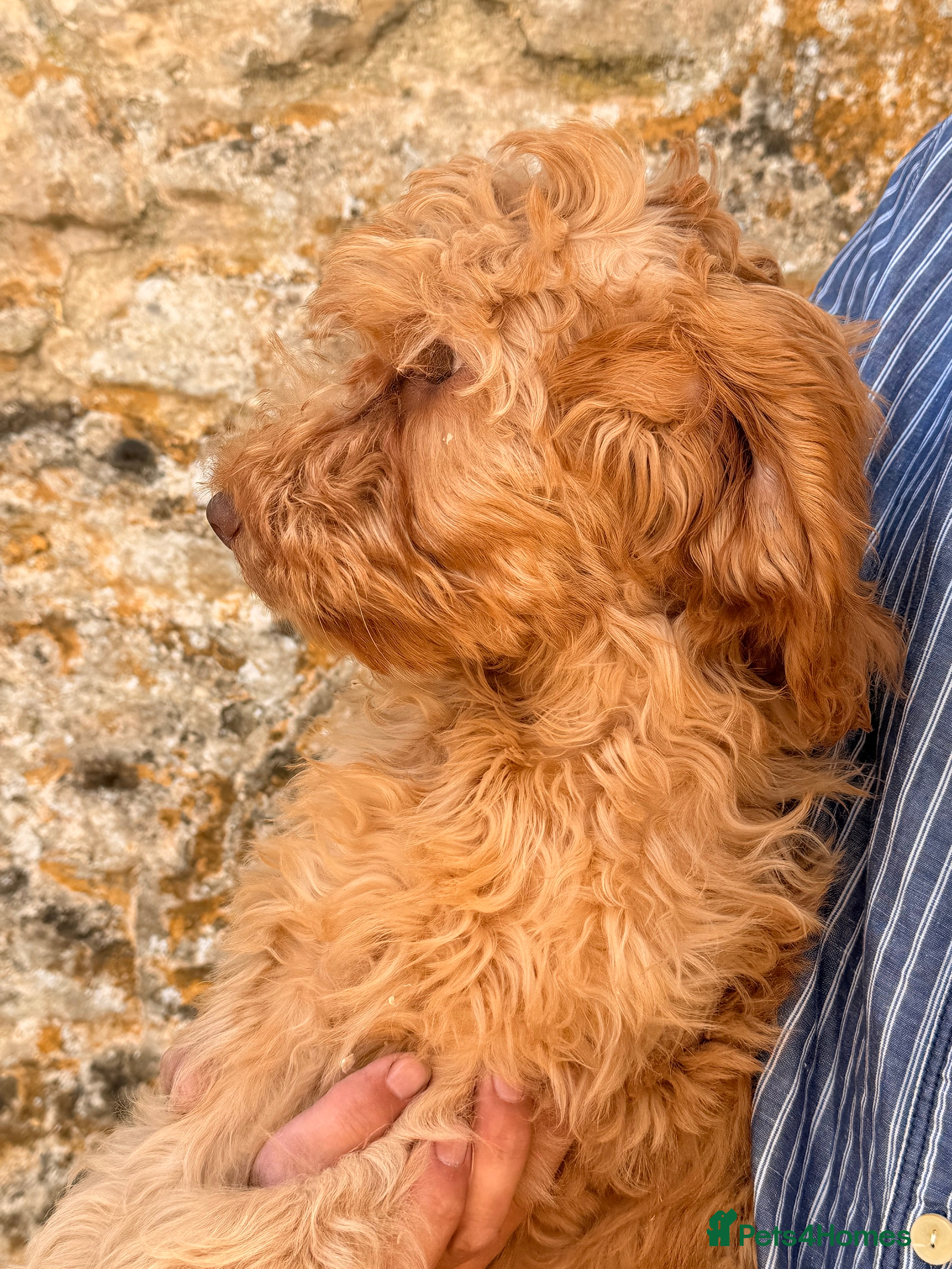 Cockapoo dogs Stunning Standard Cockapoos  - Advert 2