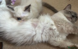 Ragdoll cats for sale: Ragdoll Boy  - Image 4