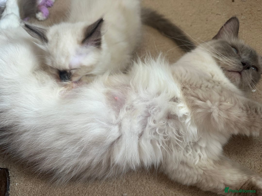 Ragdoll cats for sale: Ragdoll Boy  - Image 4
