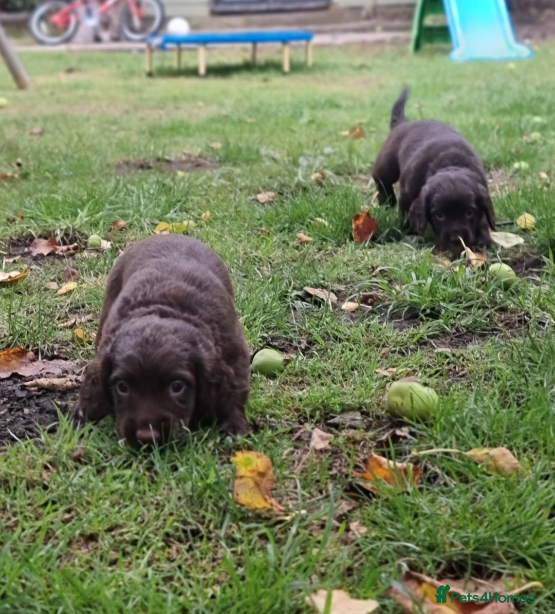 Cocker Spaniel dogs for sale: KC registered cocker spaniels - Image 17