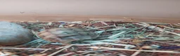 Tortoise reptiles for sale: Med spur thigh tortoises  - Advert 4