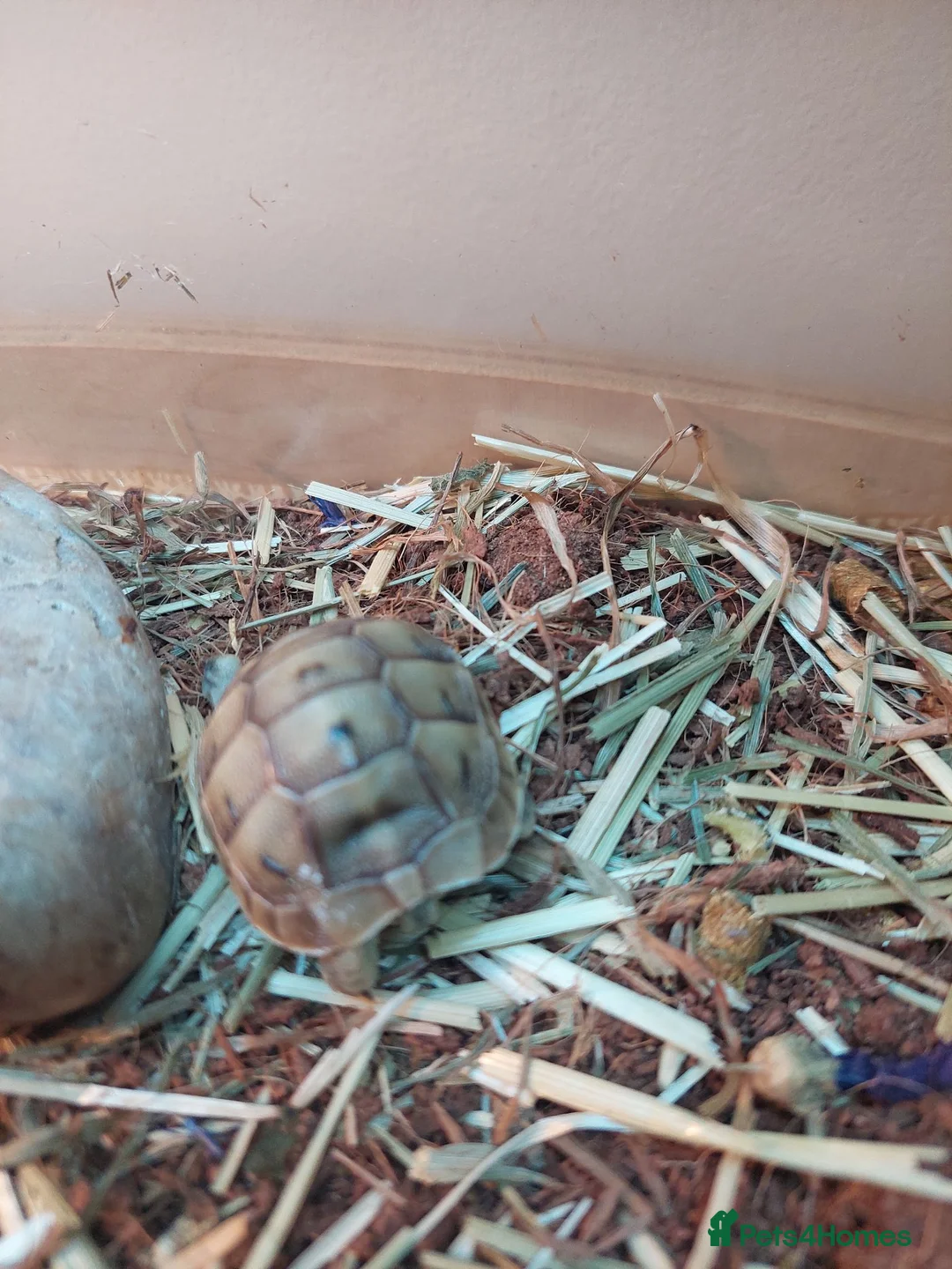 Tortoise reptiles for sale: Med spur thigh tortoises  - Advert 4