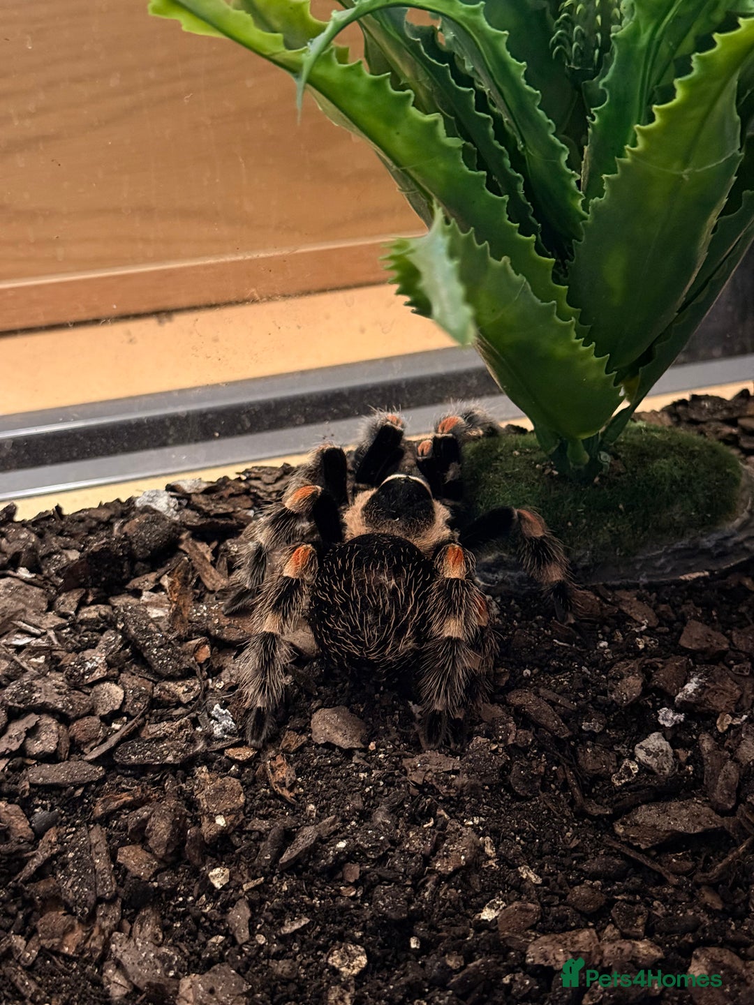 Tarantulas invertebrates for sale: Mexican Red Knee Tarantula  - Advert 4