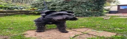 Miniature Schnauzer dogs for stud: Black Minature Shnauzer available for stud.  in Seaton - Advert 2