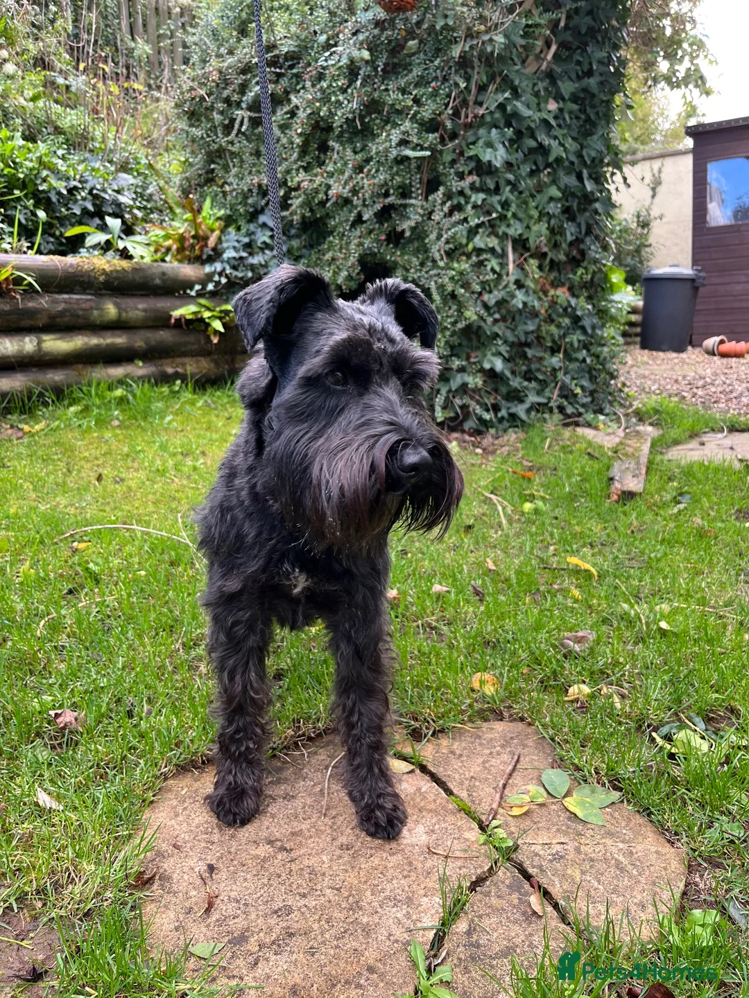 Miniature Schnauzer dogs for stud: Black Minature Shnauzer available for stud.  in Seaton - Advert 2