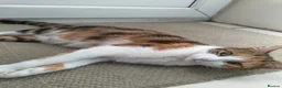 American Shorthair cats for sale: American short hair kitten  - Advert 9