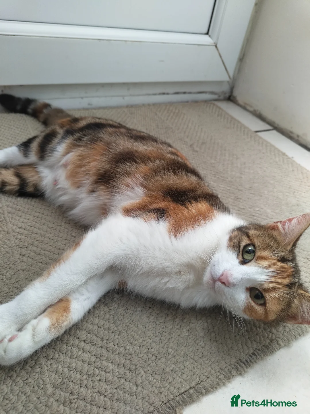 American Shorthair cats for sale: American short hair kitten  - Advert 9