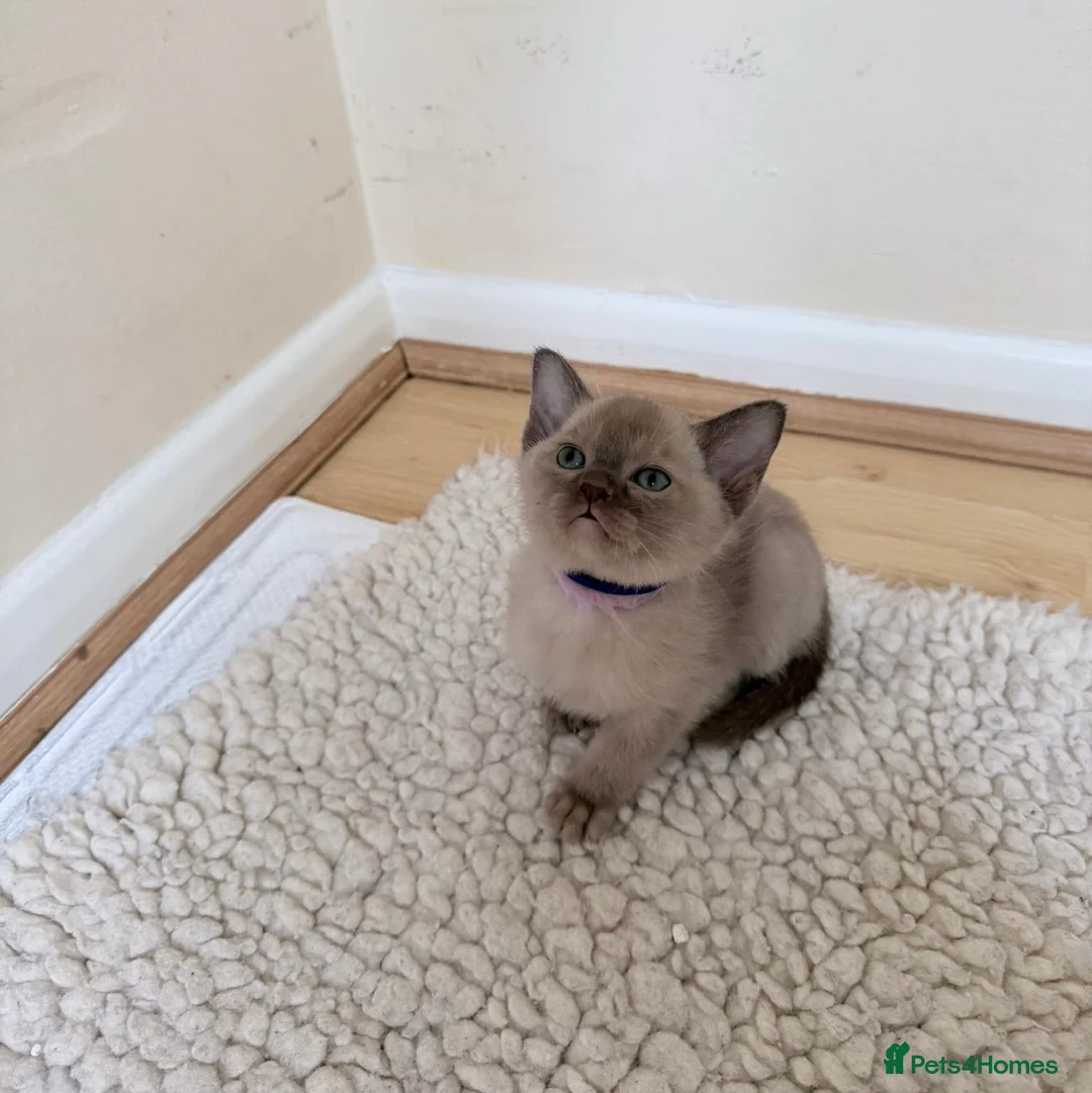 Burmese cats for sale: GCCF-Home raised-Chocolate girl unexpectedly avail - Advert 3